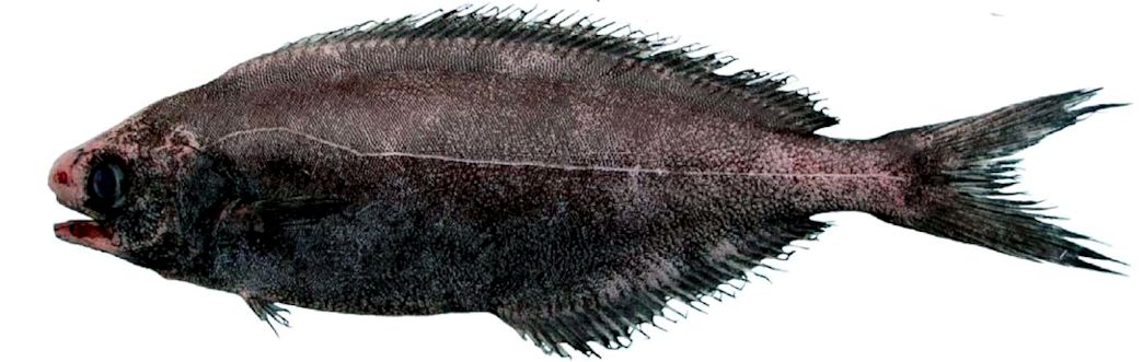 Schedophilus medusophagus_05.jpg